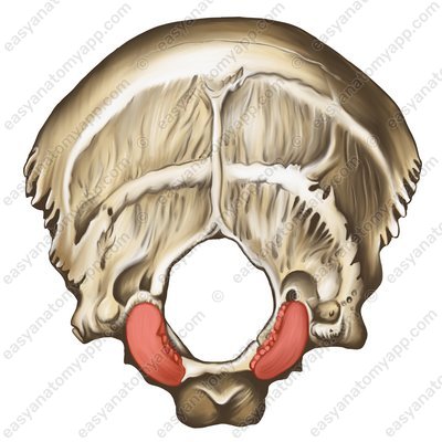 Gelenkfortsatz (condylus occipitalis)