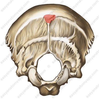 Äußere Vorwölbung des Hinterhauptbeins (protuberantia occipitalis externa)