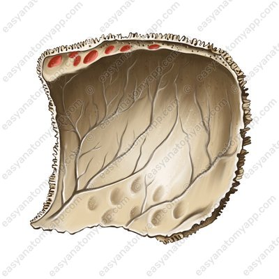 Pacchionische Grübchen (foveolae granulares)