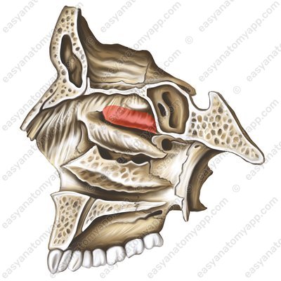 Obere Nasenmuschel (concha nasalis superior)
