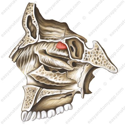Oberste Nasenmuschel (concha nasalis suprema)
