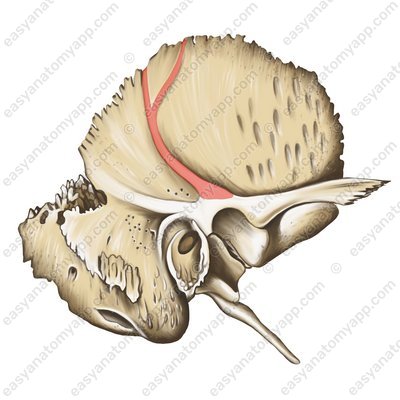 Rinne der mittleren Schläfenarterie (sulcus arteriae temporalis mediae)