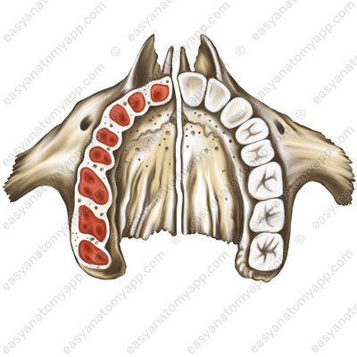 Zahnfächer (alveoli dentales)
