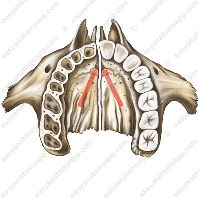 Schneidezahnloch (foramen incisivum)