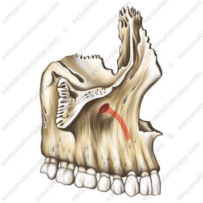 Unteraugenloch (foramen infraorbitale)