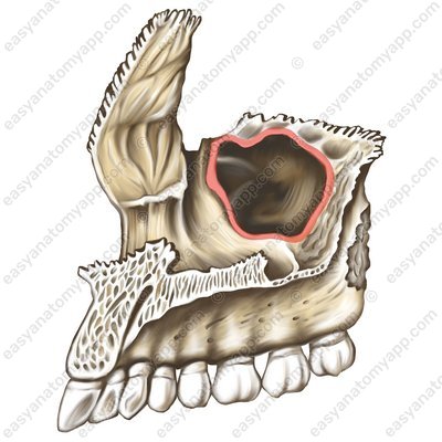 Oberkieferloch (hiatus maxillaris)