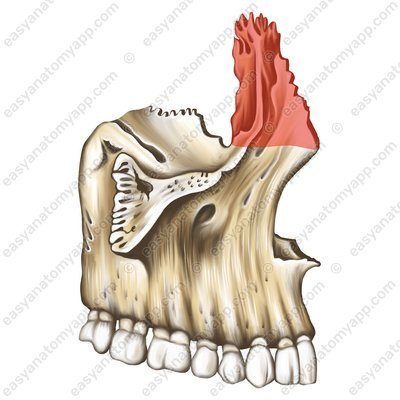 Stirnfortsatz (processus frontalis)