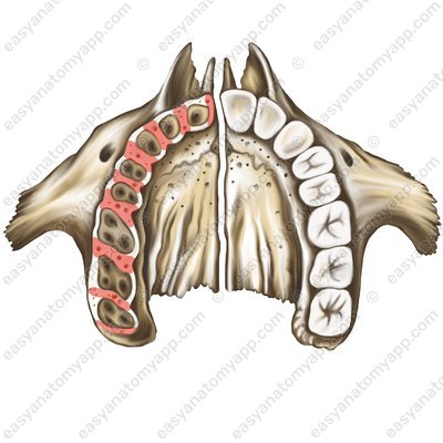 Knochenwände zwischen den Zahnfächern (septa interalveolaria)