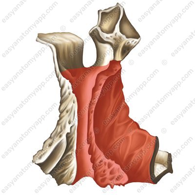 Oberkieferfläche (facies maxillaris)