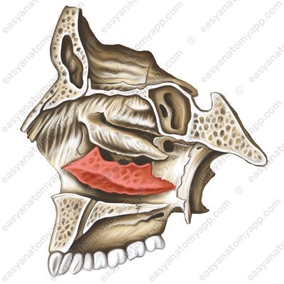 Untere Nasenmuschel (concha nasalis inferior)