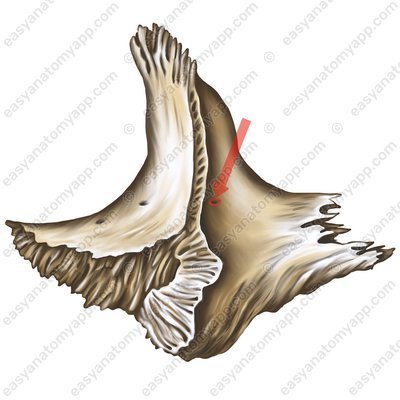 Foramen zygomaticotemporale (foramen zygomaticotemporale)