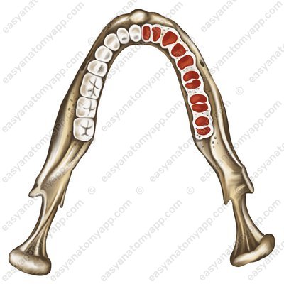 Zahnfächer (alveoli dentales)