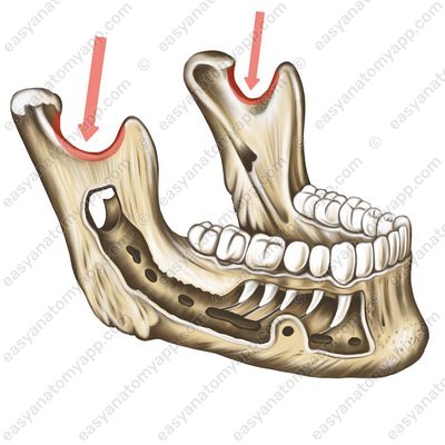 Unterkiefereinschnitt (incisura mandibulae)