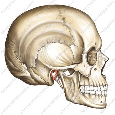 äußere Öffnung des Gehörgangs (porus acusticus externus)