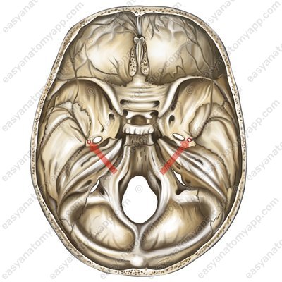 Dornloch (foramen spinosum)