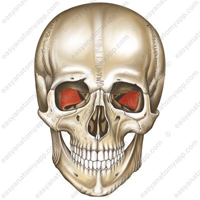 Augenhöhlenseite des großen Keilbeinflügels (facies orbitalis alae majoris ossis sphenoidalis)