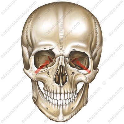 Obere Augenhöhlenspalte (fissura orbitalis superior)