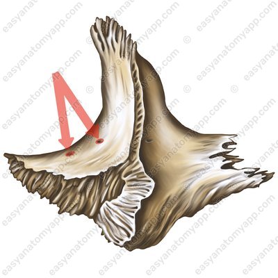 Foramen zygomaticoorbitale (foramen zygomaticoorbitale)