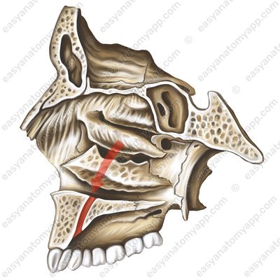 Schneidezahnkanal (canalis incisivus)