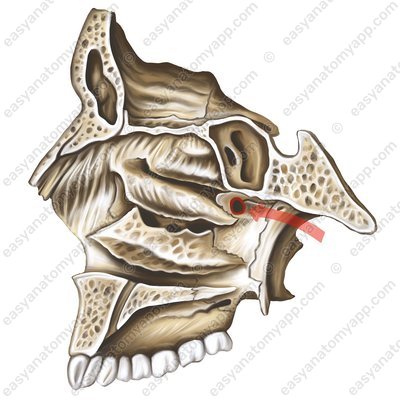 Keilbein-Gaumen-Loch (foramen sphenopalatinum)