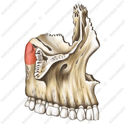 Oberkieferhöcker (tuber maxillae)