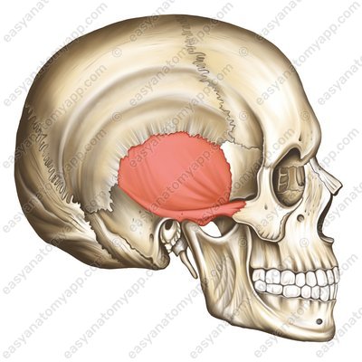Schuppenteil des Schläfenbeins (squama ossis temporalis)