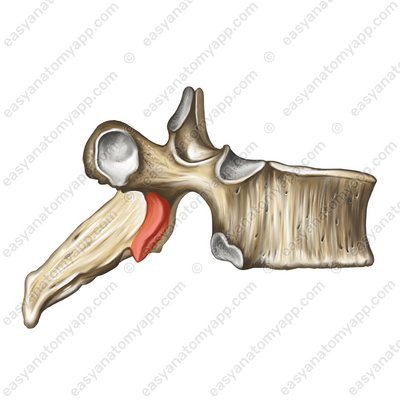 Нижний суставной отросток (processus articularis inferior)