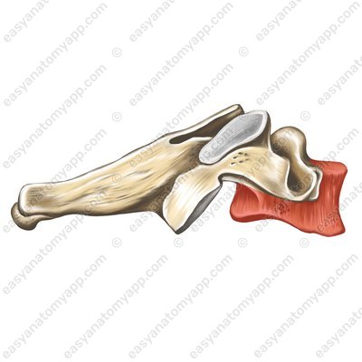 Тело позвонка (corpus vertebrae)