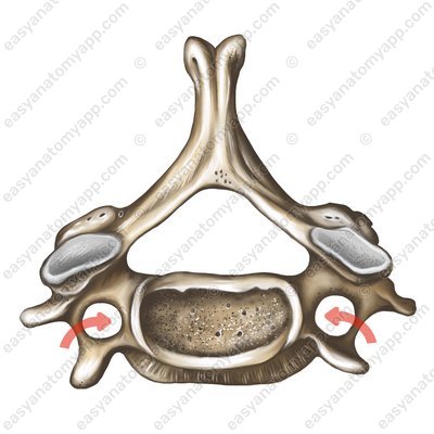 Поперечное отверстие (foramen transversarium)