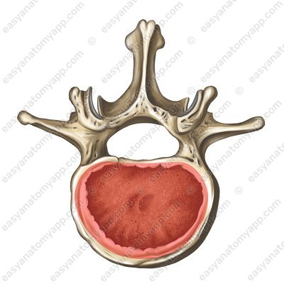 Тело позвонка (corpus vertebrae)