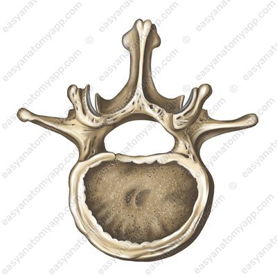 Позвоночное отверстие (foramen vertebrale)