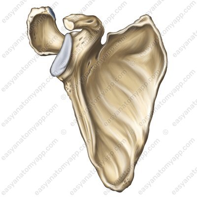 Передняя / рёберная поверхность / подлопаточная ямка (facies anterior / costalis / fossa subscapularis)