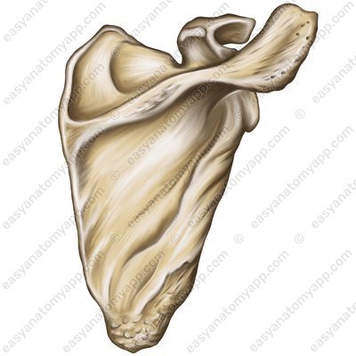 Задняя / дорсальная поверхность (facies posterior / dorsalis)