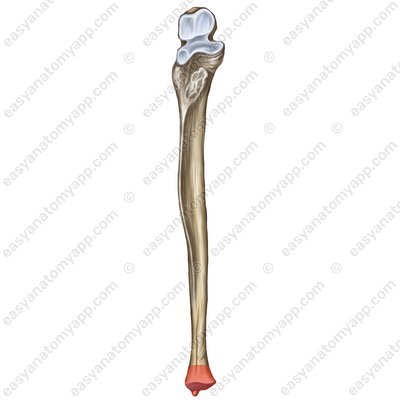 Головка локтевой кости (caput ulnae)