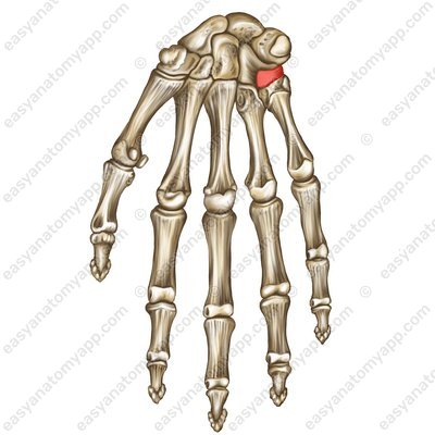 Крючок крючковидной кости (hamulus ossis hamati)