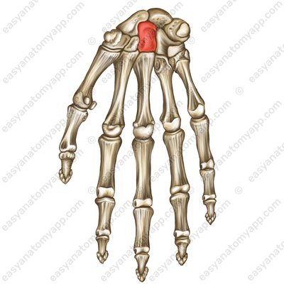 Головчатая кость (os capitatum)