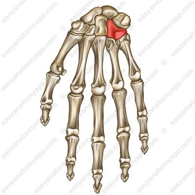 Крючковидная кость (os hamatum)