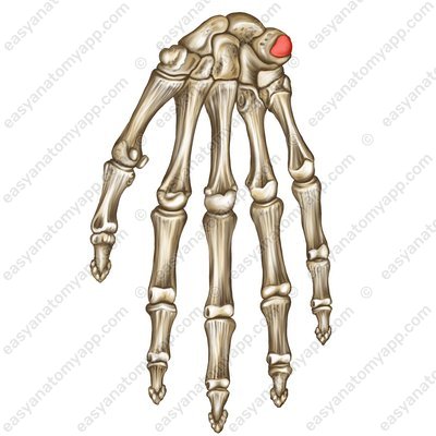 Гороховидная кость (os pisiforme)