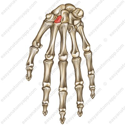 Трапециевидная кость (os trapezoideum)