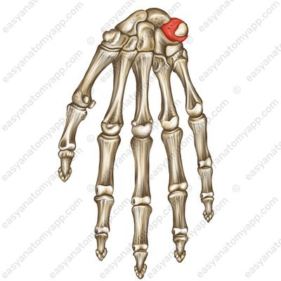 Трехгранная кость (os triquetrum)