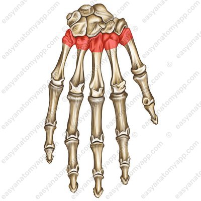 Основание пястной кости (basis ossis metacarpi)