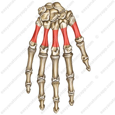 Тело пястной кости (corpus ossis metacarpi)