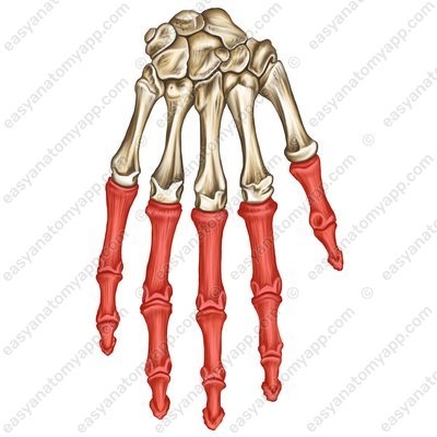 Фаланги пальцев кисти (phalanges / ossa digitorum)