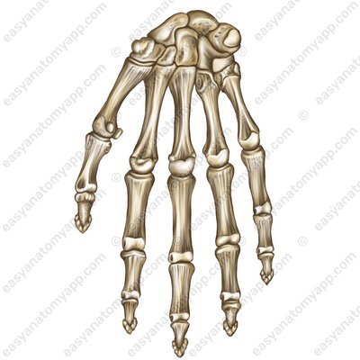 Кости кисти (ossa manus)
