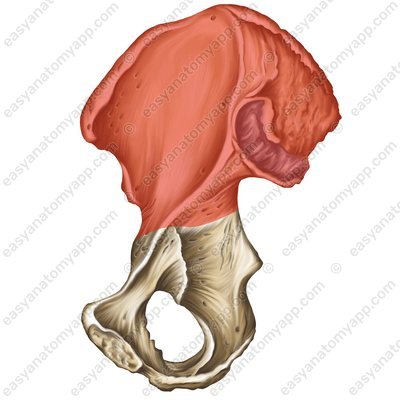 Подвздошная кость (os ilium)