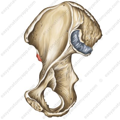 Нижняя передняя подвздошная ость (spina iliaca anterior inferior)