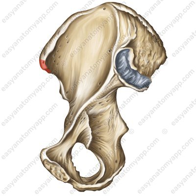 Верхняя передняя подвздошная ость (spina iliaca anterior superior)