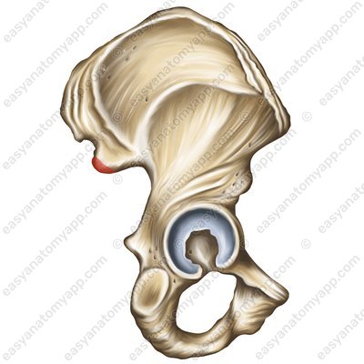 Нижняя задняя подвздошная ость (spina iliaca posterior inferior)