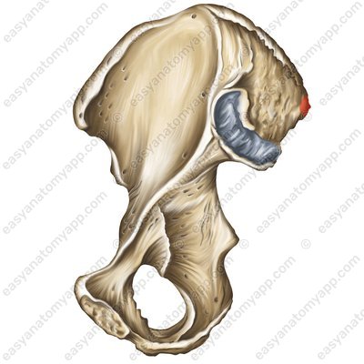 Верхняя задняя подвздошная ость (spina iliaca posterior superior)