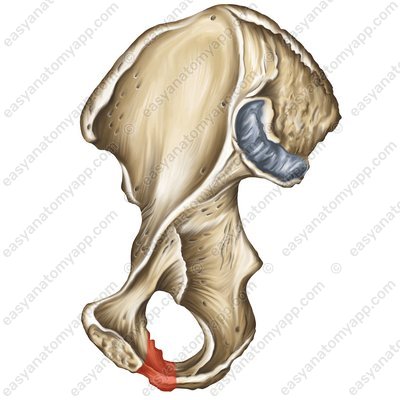 Нижняя ветвь лобковой кости (ramus inferior ossis pubis)